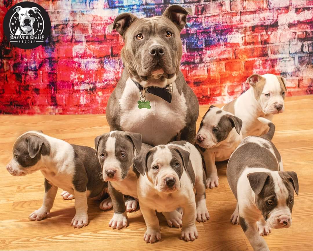 American bully best sale adoption near me